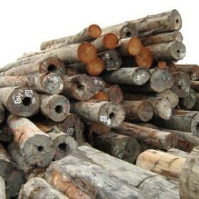 #1 Selangan Batu Wood Supplier/Exporter Worldwide