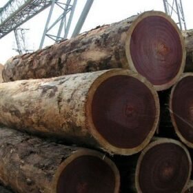 Azobe Wood Logs (Ekki) Suppliers, Exporters & Wholesalers