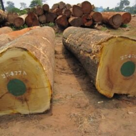 Best Iroko Wood Suppliers In Douala, Cameroon