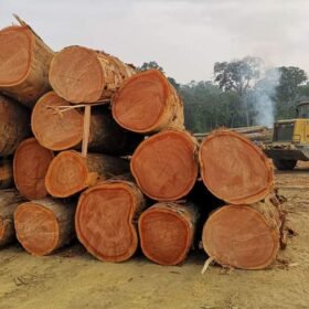 Best Quality African Okoume Wood Exporter, Wholesaler & Supplier