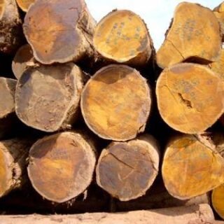 Bilinga Wood Logs Available For Exporting, Supplying & Wholesaling