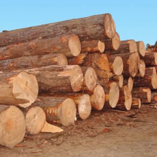 Buy Cumaru Wood : Best Quality At Wholesale Price