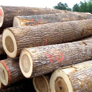 Buy Poplar Wood (Logs) Online from Top Wood Supplier & Exporter