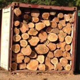 Dabema Wood - Buy Best Quality Dabema Logs At Cheap Prices