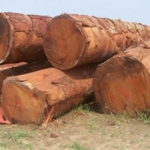 Doussie Wood logs Suppliers - Best Exporters In Wood Market