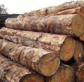 Eucalyptus Wood Logs Order Online With Doorstep Delivery