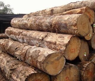 Eucalyptus Wood Logs Order Online With Doorstep Delivery