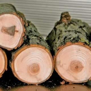 Exclusive Willow Wood for Sale at Wholesale Price