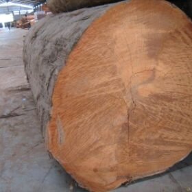 Good Quality Iron Wood Logs Supplying At Wholesale Prices