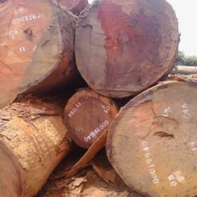 High-Quality Beli Wood Logs Exporters From Douala, Cameroon