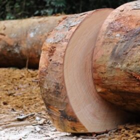 Okan Wood Logs Supplying and Wholesaling Worldwide