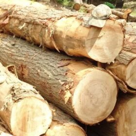 Premium Hemlock Wood for Sale at Affordable Price