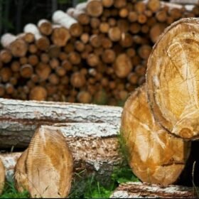 Premium Locust Lumber for Sale – Source the Finest Today