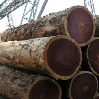 Rose Wood: Exporting Top Quality Logs at Wholesale Prices