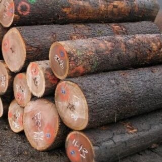 Sheoak Wood Available for Sale at Wholesale Price