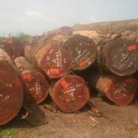 Tali Wood Logs Supplying & Exporting By African Trade Portal