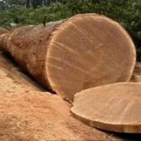 Top Quality Bubinga Wood Wholesaler & Exporter Worldwide